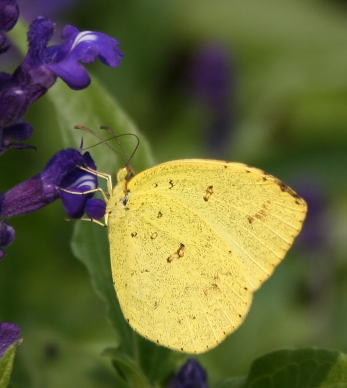  p>宽边黄粉蝶,eurema hecabe,是粉蝶科中的一种,分布广泛.