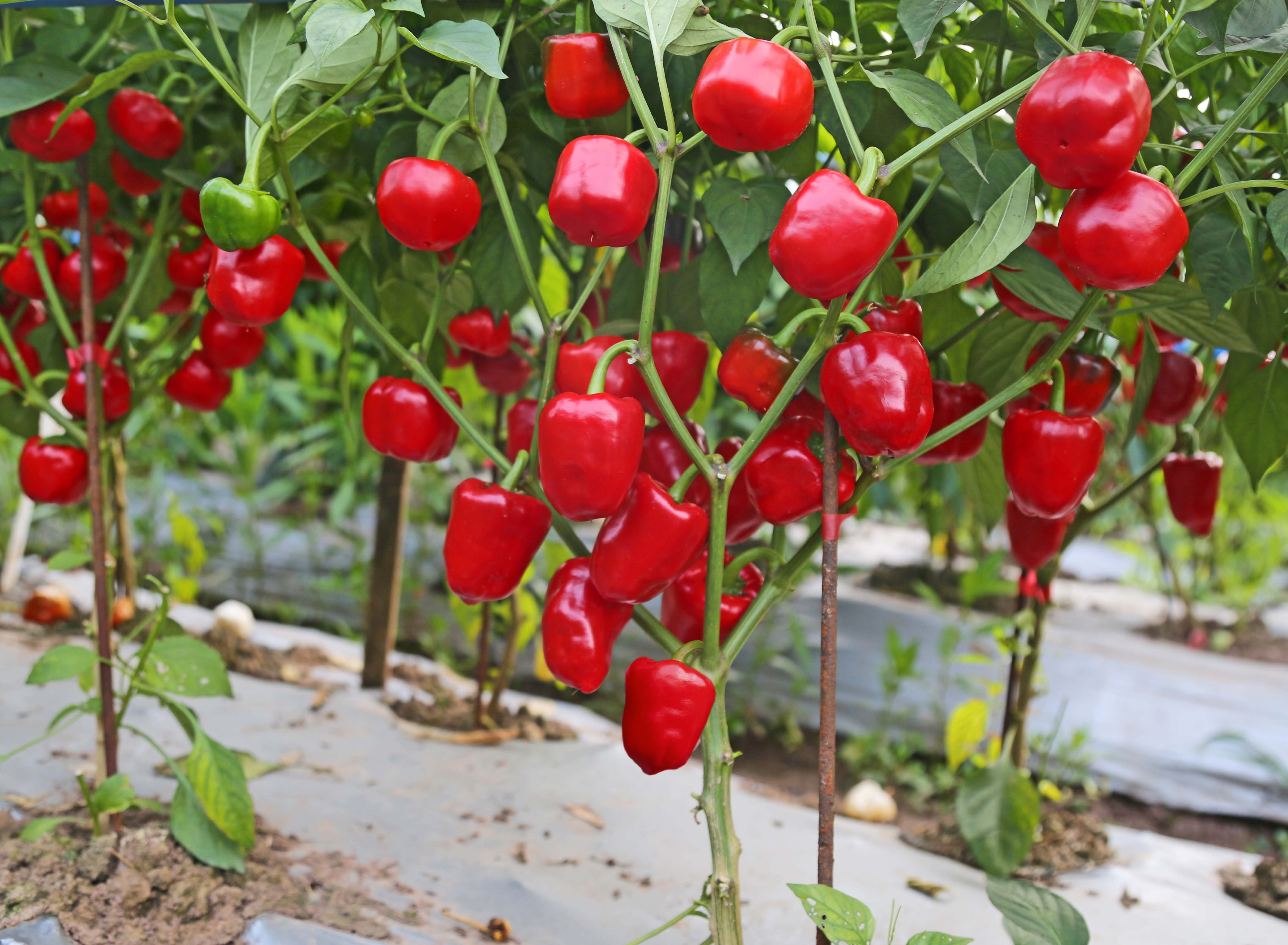  p>早中熟灯笼椒新品种,株高约60cm,株幅约58cm,果长约5cm,肩宽约4.