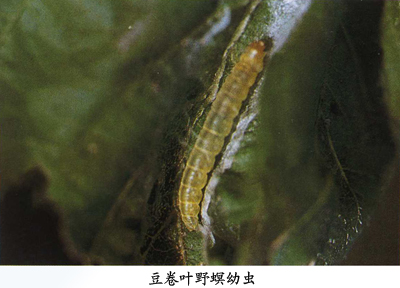  p>昆虫名,为鳞翅目,螟蛾科.分布在中国各地,辽宁受害重.