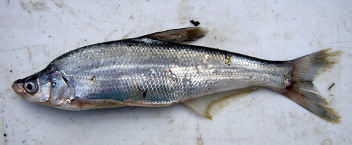  p>翘嘴鲌(学名: i>culter alburnus /i>)是鲤科,鮊属鱼类.