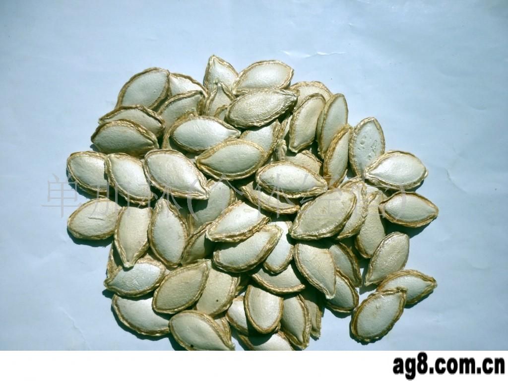 葫芦科南瓜属植物南瓜 i>cucurbita moschata  /i>duch.的种子.