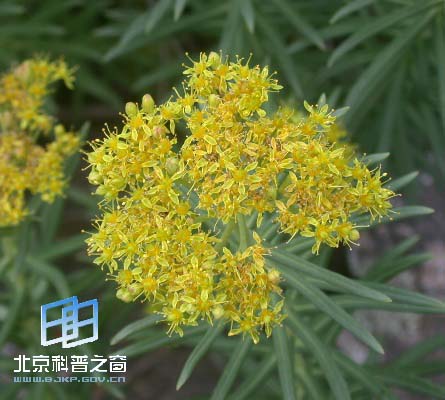 p>六叶红景天(学名:rhodiola sexifolia)是景天科红景天属的植物,为