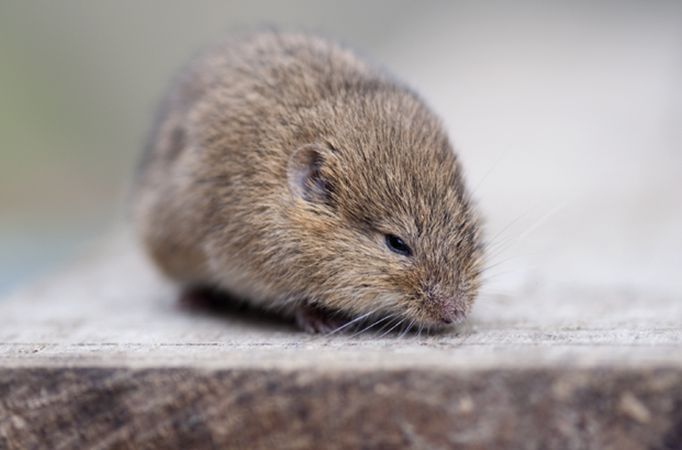 p>普通田鼠(学名:microtus arvalis)体长126~128mm,吻部短而钝,耳壳