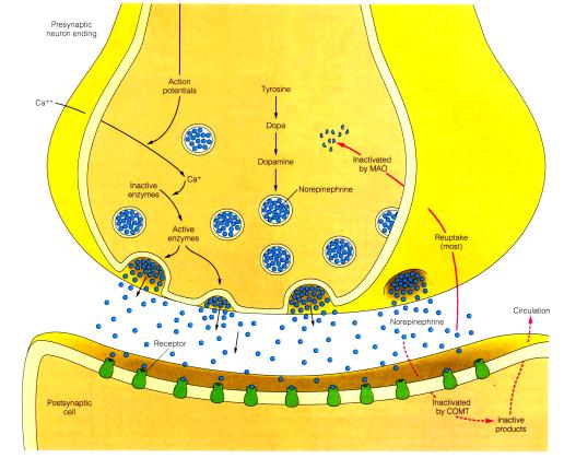 data-lemmaid="449914">突触 /a>间隙 synaptic cleft /p> p>在化学