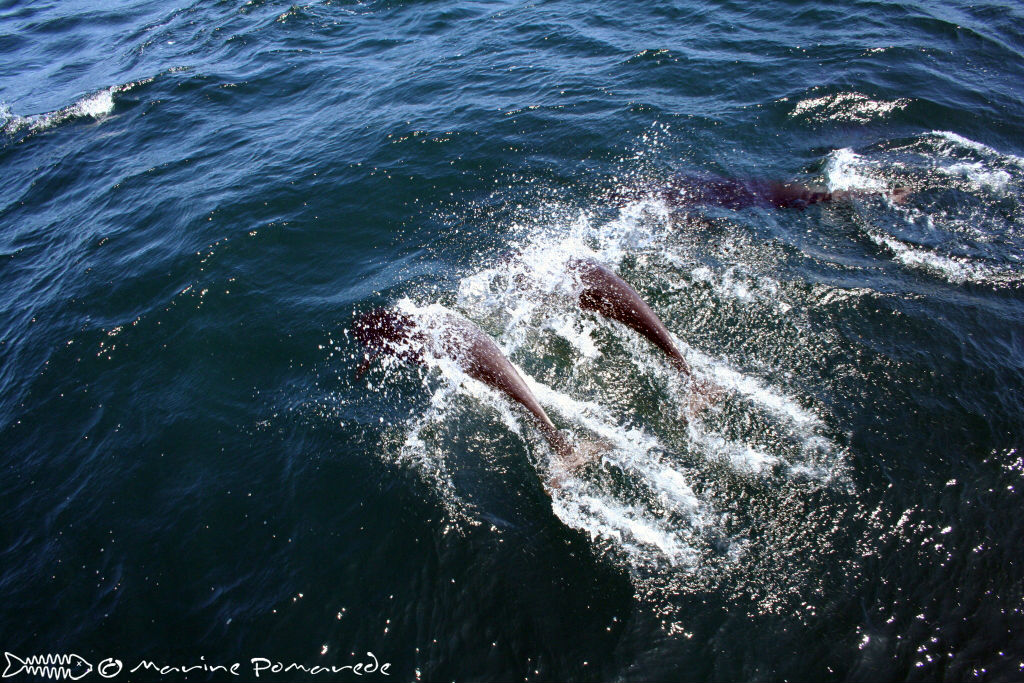  p>北露脊海豚(学名: i>lissodelphis borealis /i>)体型细长,向尾部