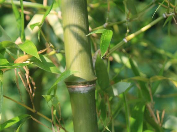  p>乌芽竹(学名: i>phyllostachys atrovaginata /i> c. s.
