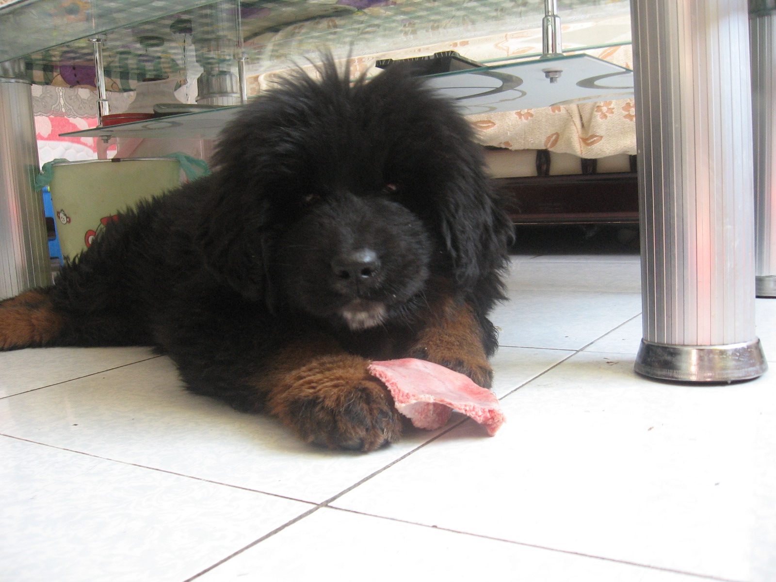 kyi apso    (北京蛮荒猛犬保育)小型犬三种:一,拉萨犬 lha