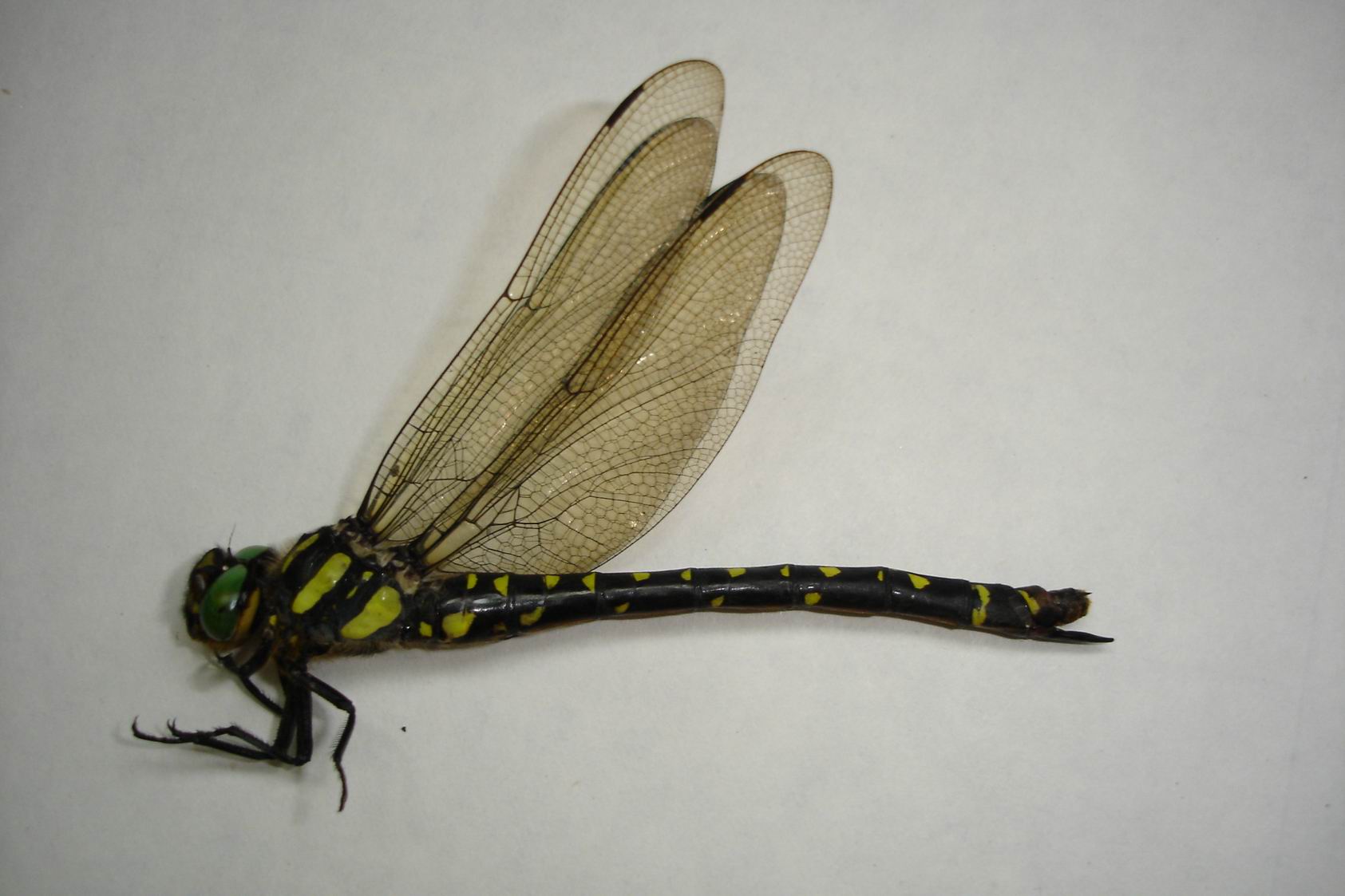  p>蜓科是 a href="#" data-lemmaid="1398619">蜻蜓目 /a>, a href="