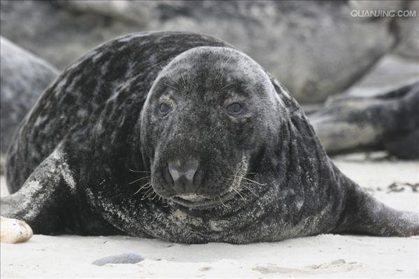 海豹