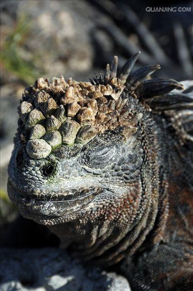  p>海鬣蜥(学名: i>amblyrhynchus cristatus /i