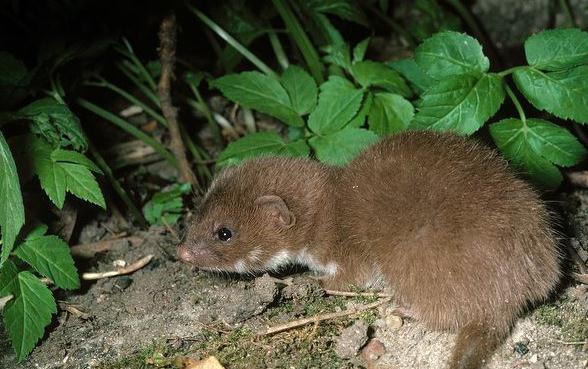 伶鼬身体细长,四肢短,耳朵亦小,夏季背面褐色或咖啡色,腹部白色,冬季