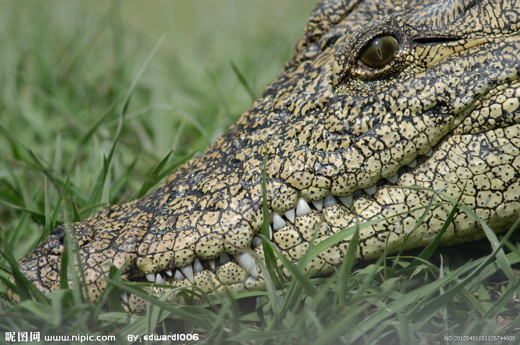  p>鳄鱼为肉食性卵生脊椎类爬行动物,是两亿多年前与恐龙同时代的最