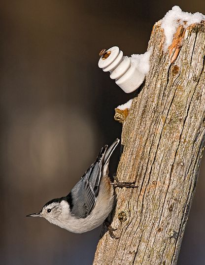 white-breasted nuthatch