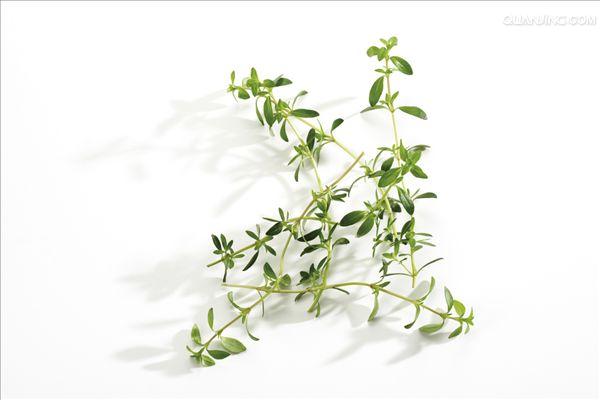 kuntze)是唇形科风轮菜属多年生草本植物,高1米.