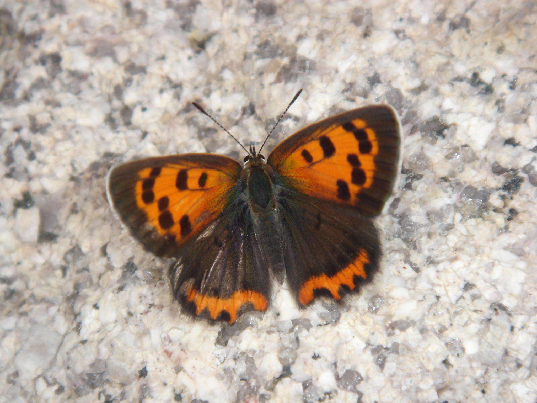 lycaena phlaeas