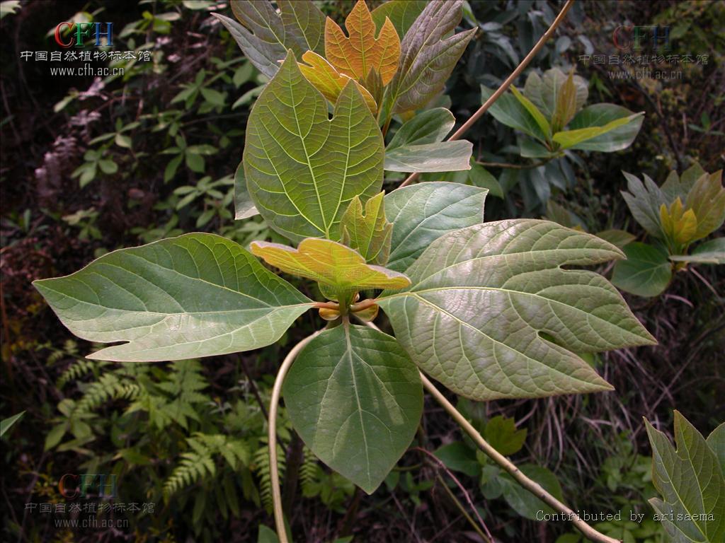  p>檫木属,东亚 a href="#" data-lemmaid="10447373">北美 /a>间断