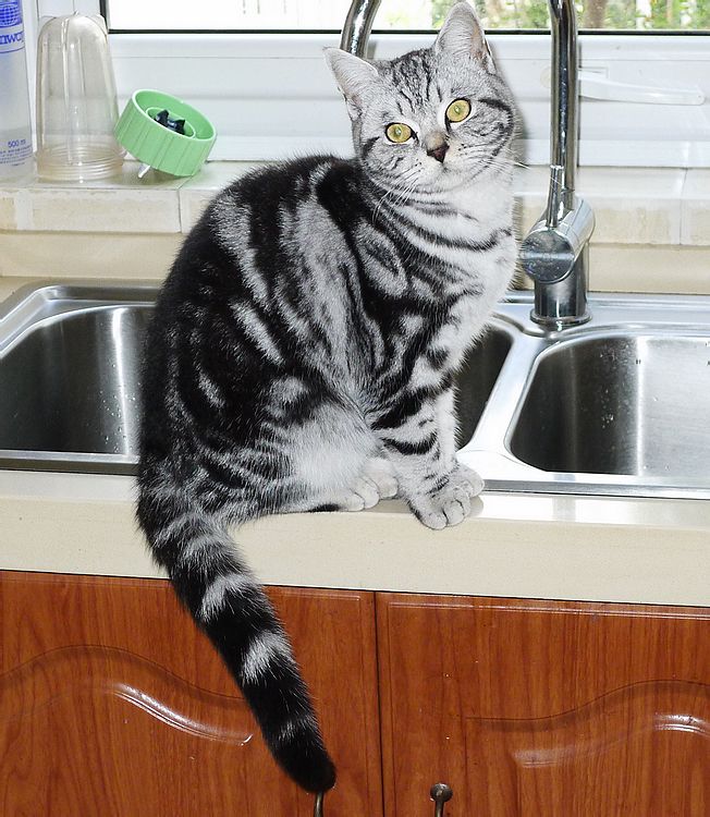 href="#" data-lemmaid="3601340">土猫 /a>,而是从美国虎斑猫培育