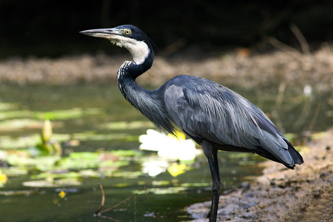  p>黑头鹭(学名: i>ardea melanocephala /i>)是大型 a href="#" data