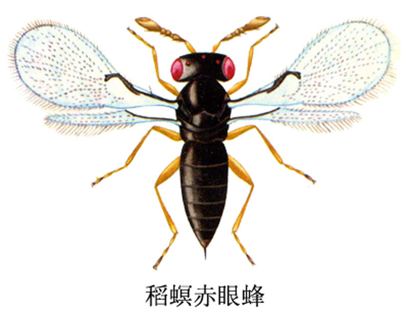  p>稻螟为水稻的主要害虫,主要为 a target="_bl