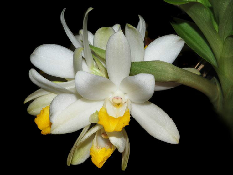  p>大花地宝兰(学名: i>geodorum attenuatum /i>  griff.