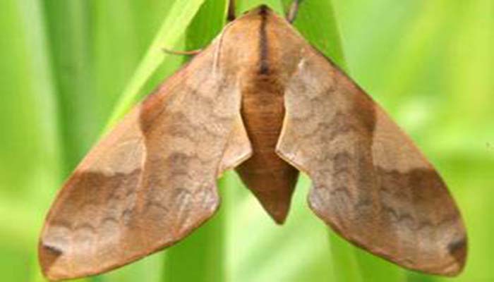  p>豆天蛾( i>clanis bilineata tingtauica /i> mell,1922)是天蛾科