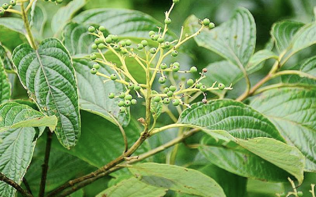 是山茱萸科梾木属植物,乔木,高3-15米,稀达20-25米;幼枝粗壮,灰绿色