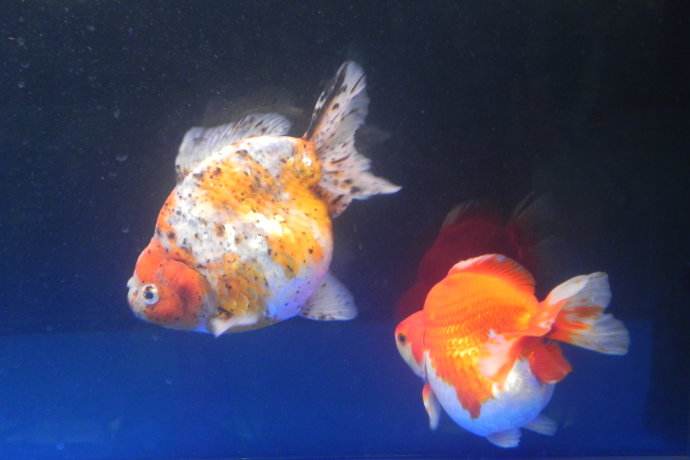 红皇冠珍珠金鱼