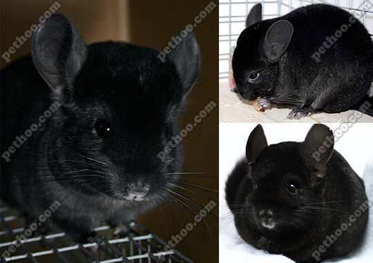 ebony chinchilla,指的是带有两对黑色对偶基因的龙猫