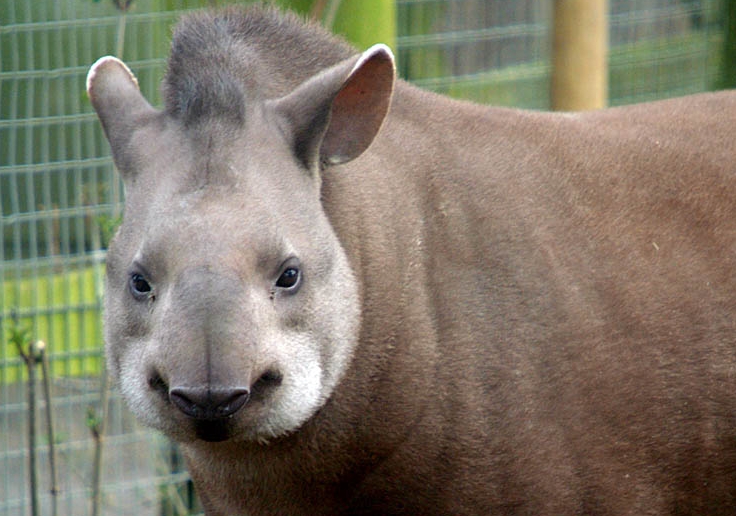 south american tapir