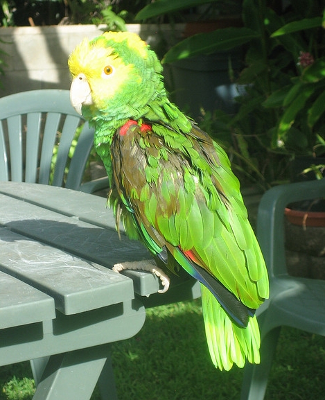 oratrix /i>),又名 b>黄头亚马逊鹦鹉 /b>或 b>黄冠亚马逊鹦哥 /b>,属