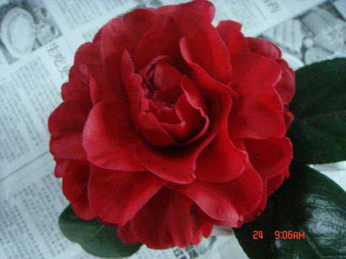  p>伯拜范(bobbie fain):是 a target="_blank" href="/item/茶花