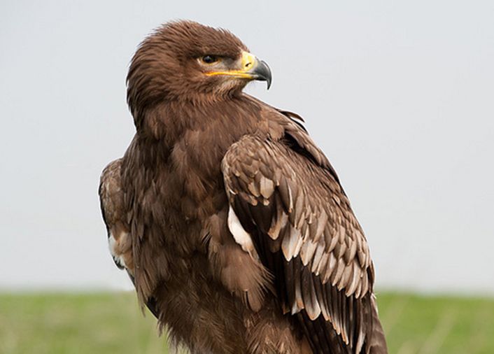  p>草原雕(学名:aquila nipalensis)是属于鹰科的一种大型猛禽.