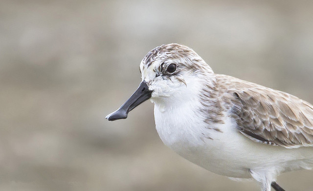  p>勺嘴鹬(学名: i>eurynorhynchus pygmeus /i>)是鹬科勺嘴鹬属鸟类