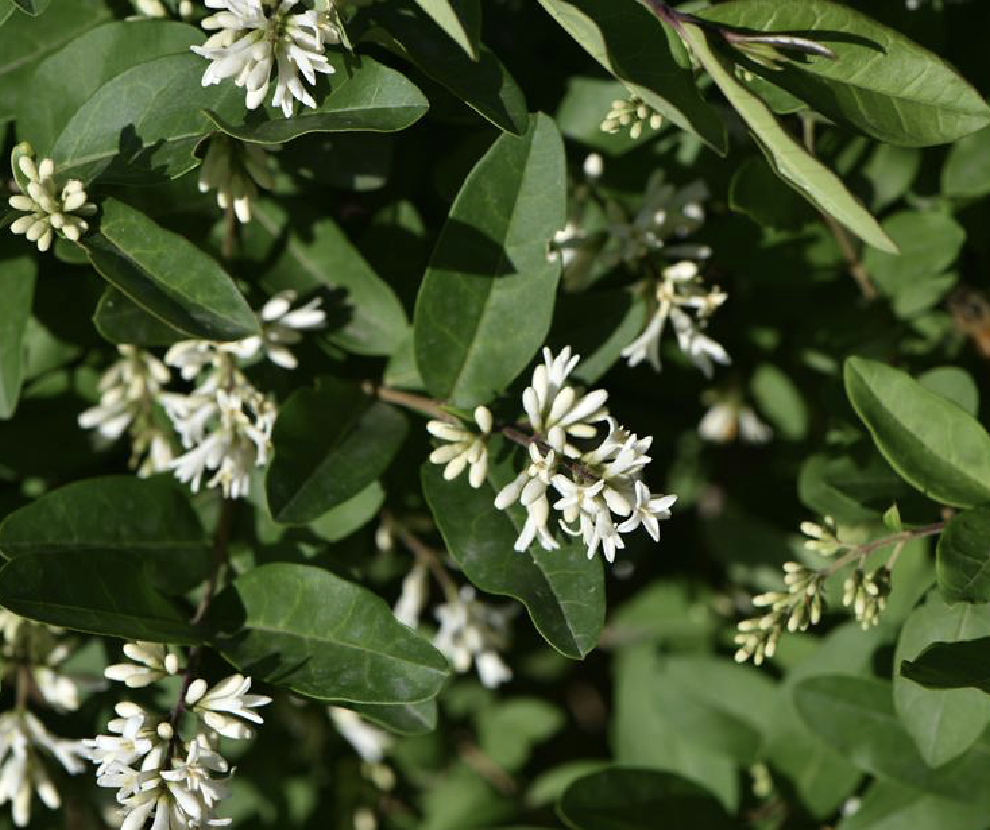  p>水蜡树(学名: i>ligustrum obtusifolium  /i>sieb. et zucc.