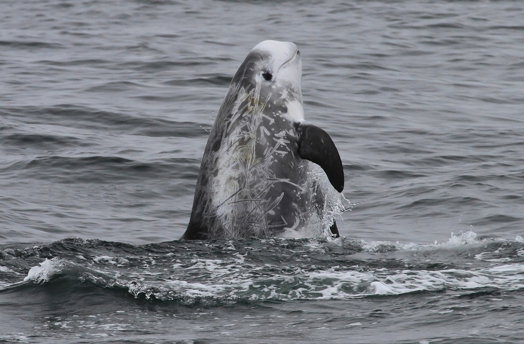  p>灰海豚(学名:grampus griseus).