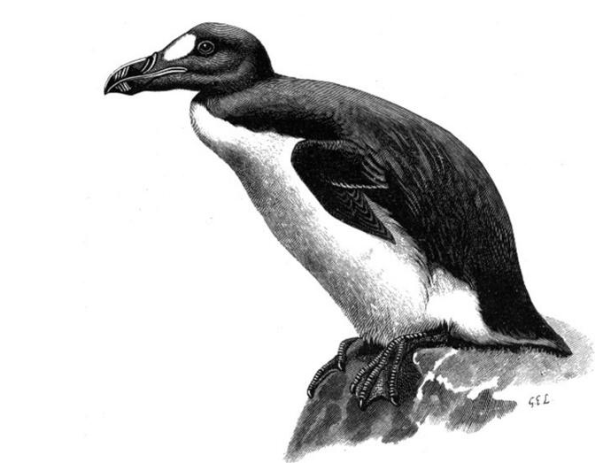 pinguinus impennis