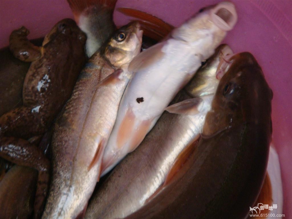  p data-id="gnbt5jd4cr">参鱼,是一种很常见