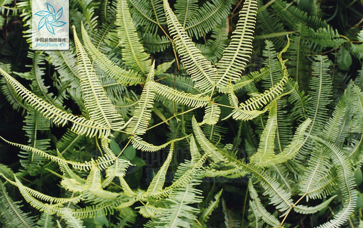  p>峨眉里白(学名:hicriopteris omeiensis)为真蕨目 a href="#" data