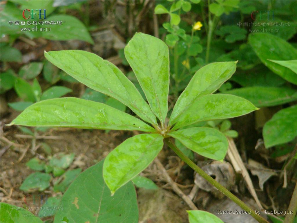 dioscorea pentaphylla l.