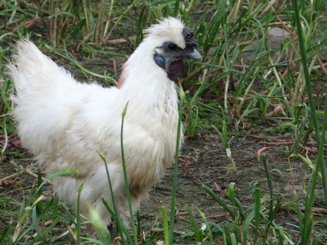 乌鸡皮肤偏白(乌鸡有白皮的么)