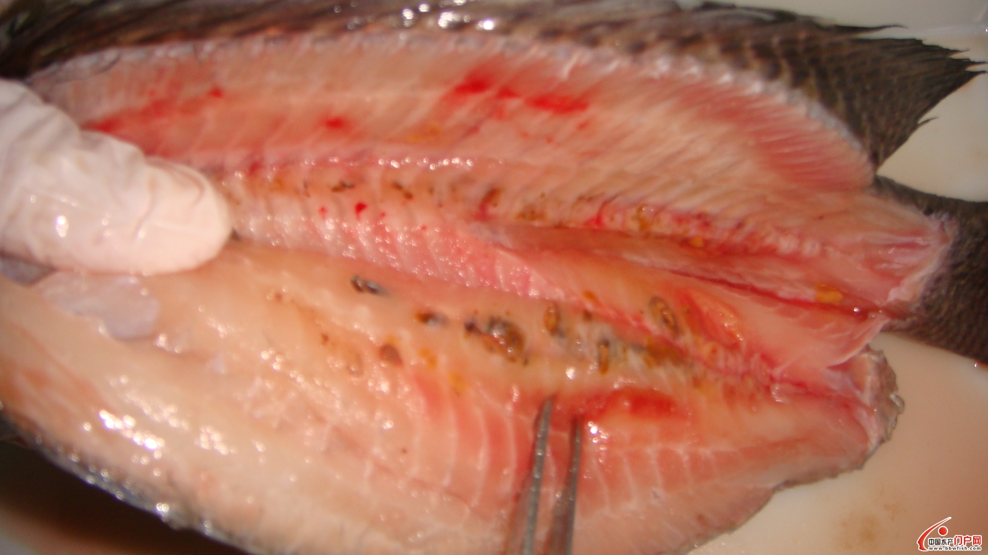  p>寄生虫性皮肤病,是侵袭性鱼病的一种,主要症状是病鱼瘦弱,防治方法