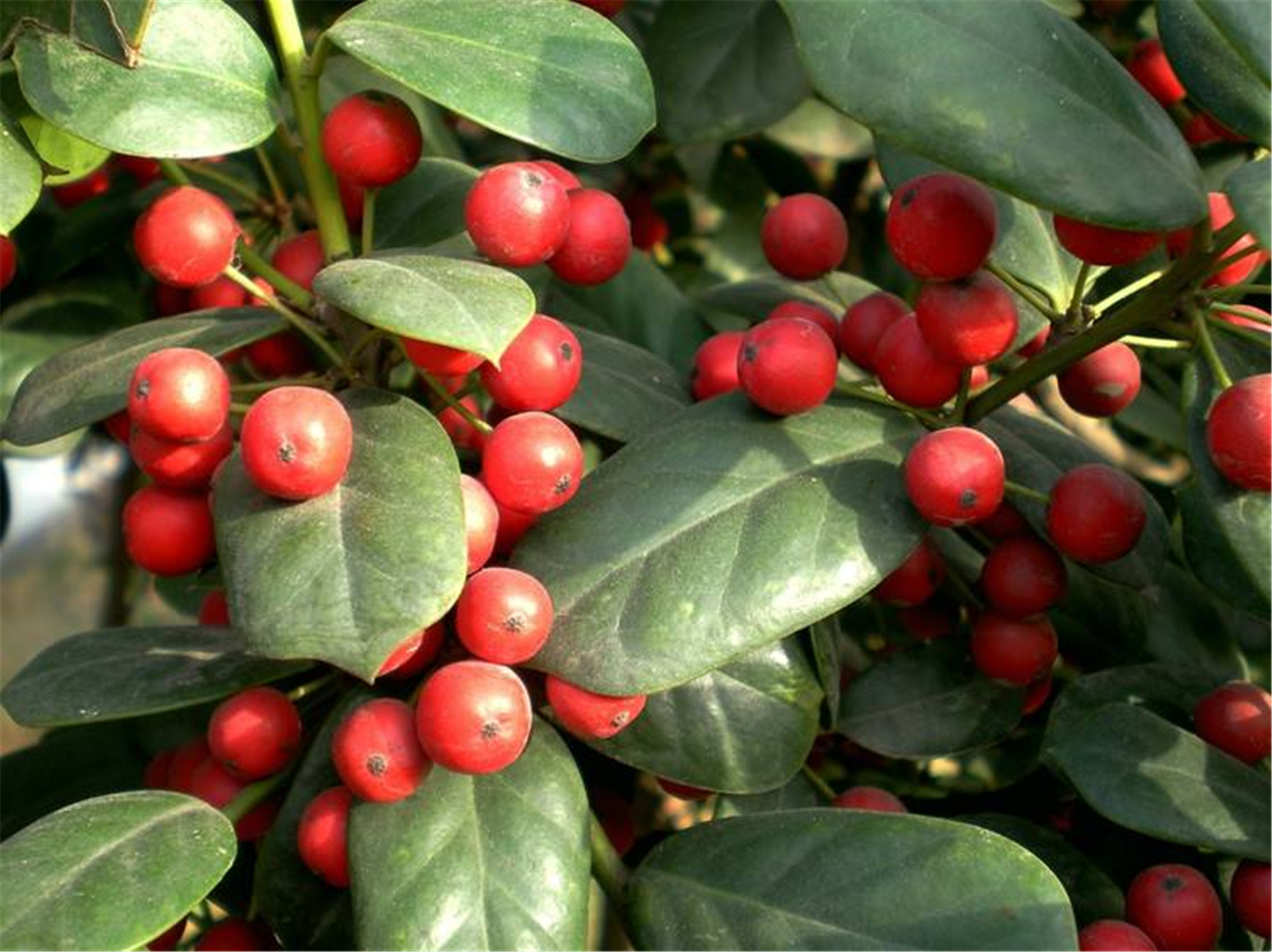  p> a target="_blank" href="/item/枸骨/2776280" data-lemmaid="