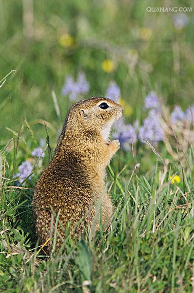 dauricus /i>)别名黄鼠,蒙古黄鼠,草原黄鼠,豆鼠子,大眼贼,属于啮齿目