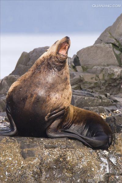  i>eumetopias jubatus  /i>),是海狮科,北海狮属动物