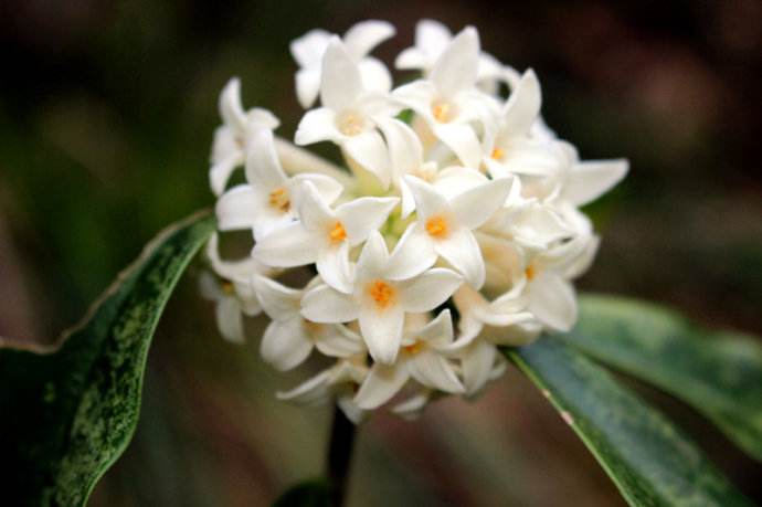  p>囊管草瑞香(学名:diarthron vesiculosum)为 a target="_blank"