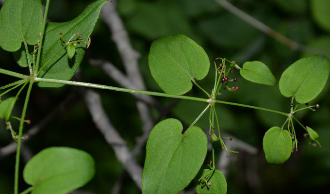 y. zhang)是茜草科茜草属植物.草本,攀援,长1-2米.