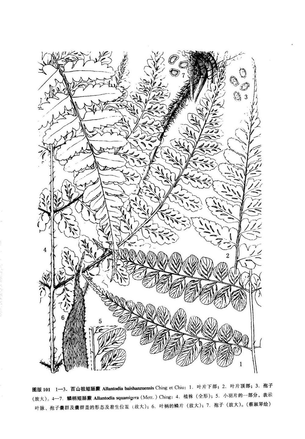  p>一种蕨类,特产于浙江南部(庆元百山祖).