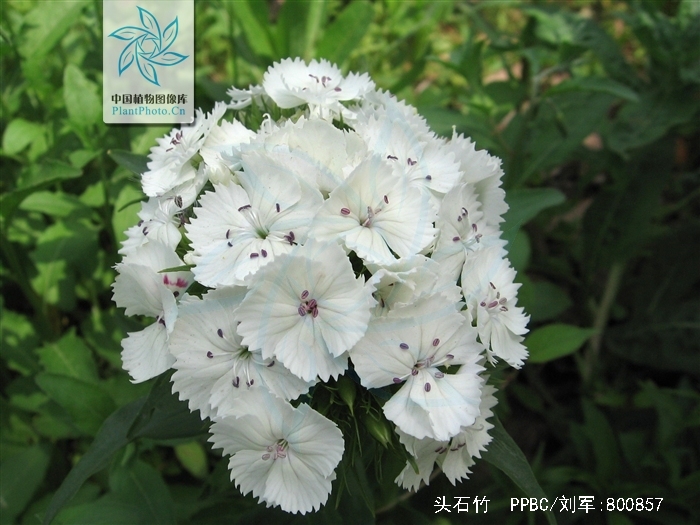  p>头石竹(学名: i>dianthus barbatus /i> l. var.