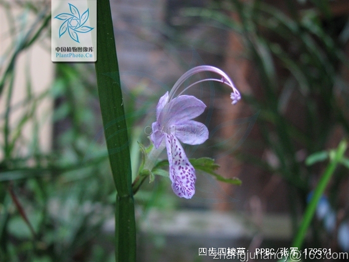  p>四齿四棱草(拉丁学名:schnabelia tetrodonta (y. z. sun) c. y.