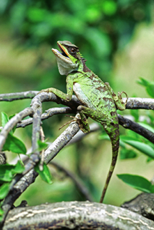  p>缅甸棱蜥(tropidophorus berdmorei), a href="#" data-lemmaid="